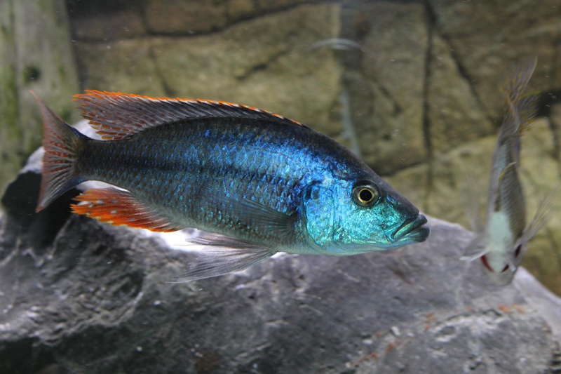 Dimidiochromis strigatus